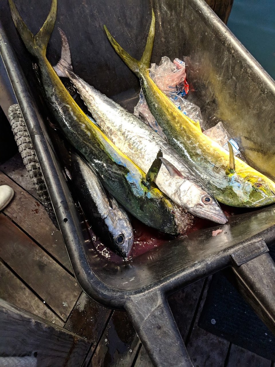 Yellowtail Snapper Cayo Hueso